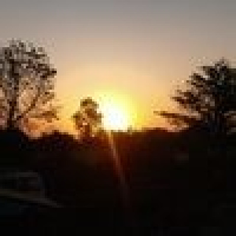 Dawnlight Through the Trees