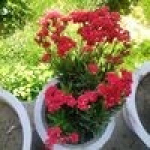 Radiant Red Blooms in a Clay Pot