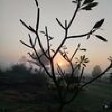 Dawnlight Through the Trees