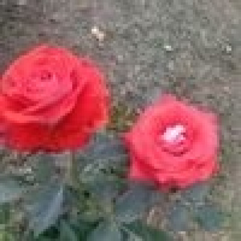 Radiant Red Blooms in a Clay Pot
