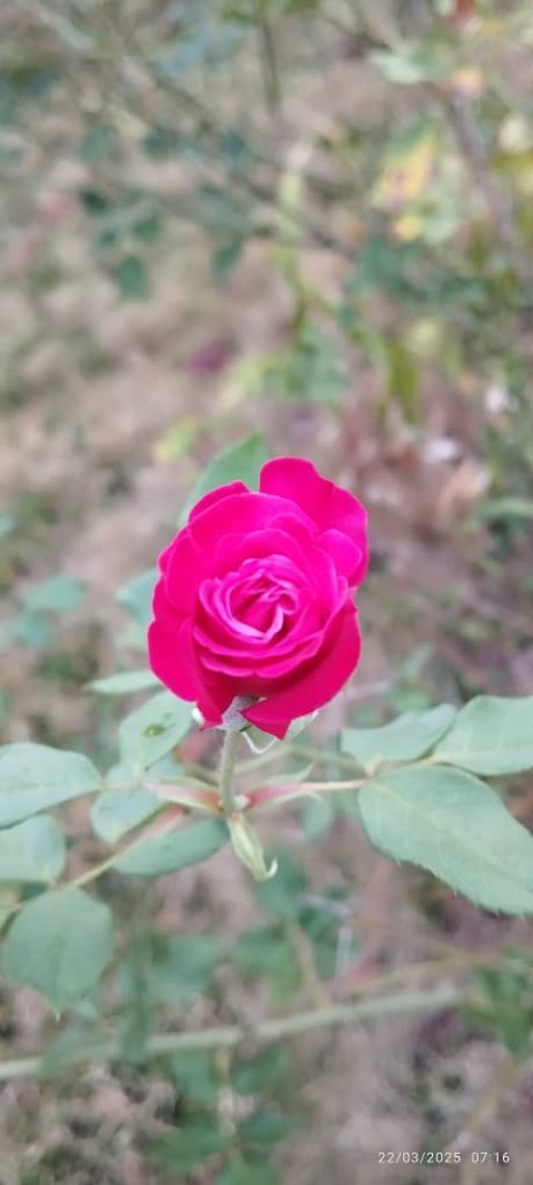 IMG 20250323 WA0012