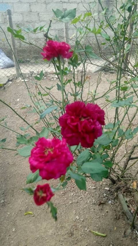 IMG 20250406 WA0038