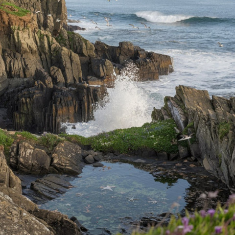 A beauty of sea