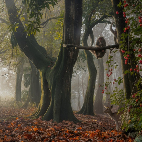 A beautiful jungle