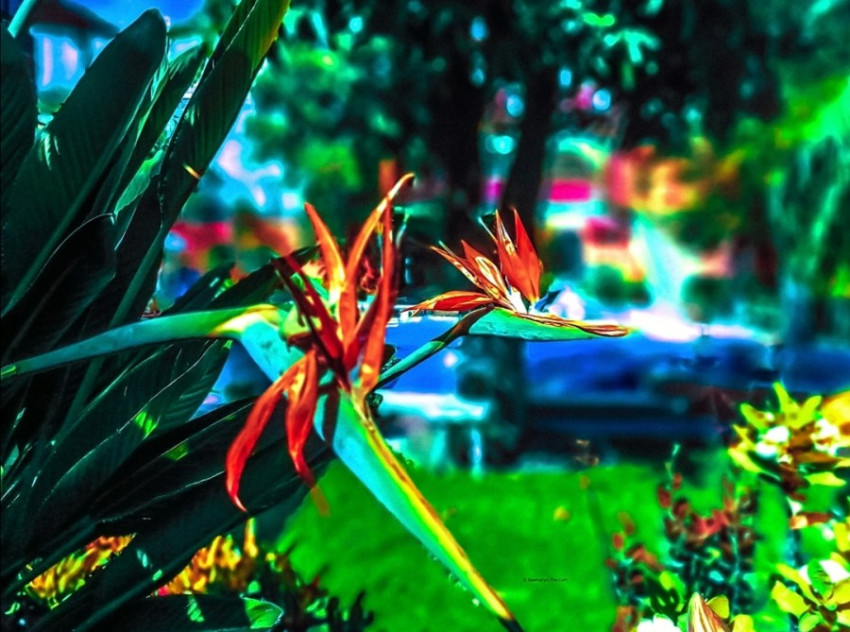 paradise © Quetzalyis Van Luft