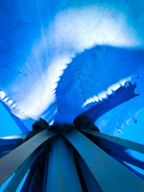 agave © Quetzalyis Van Luft