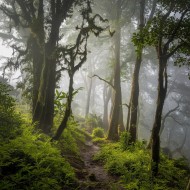 A natural morning of jungle