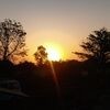 Dawnlight Through the Trees