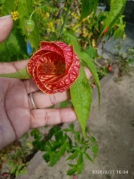 IMG 20250327 WA0089